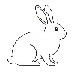 Lapin blanc
